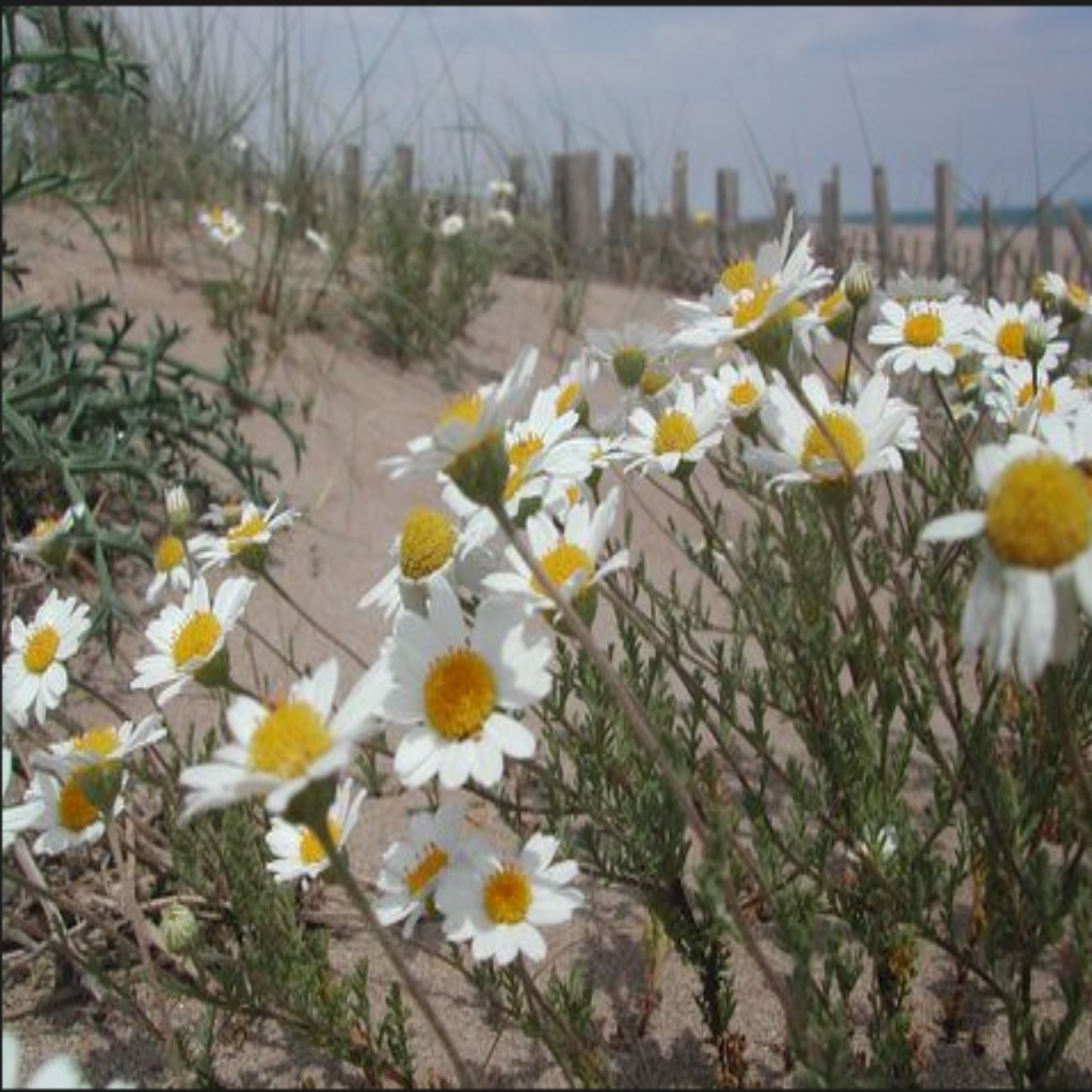 Beach Daisies