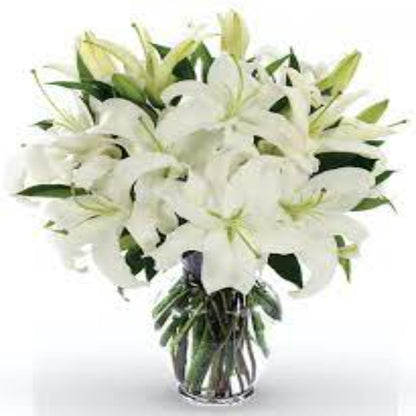 Casablanca Lily