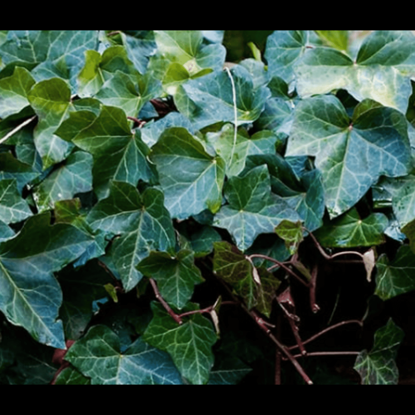 English Ivy