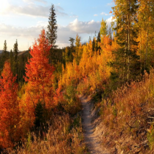 Autumn Colors Walk