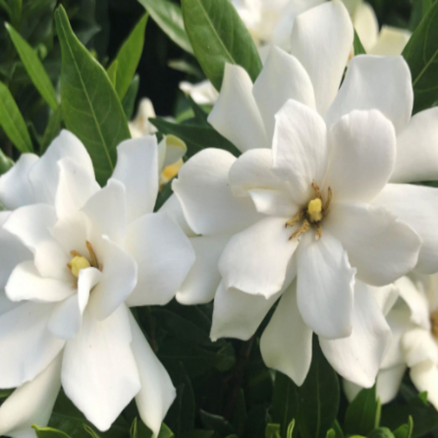 Gardenia