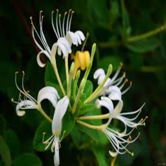 Honeysuckle