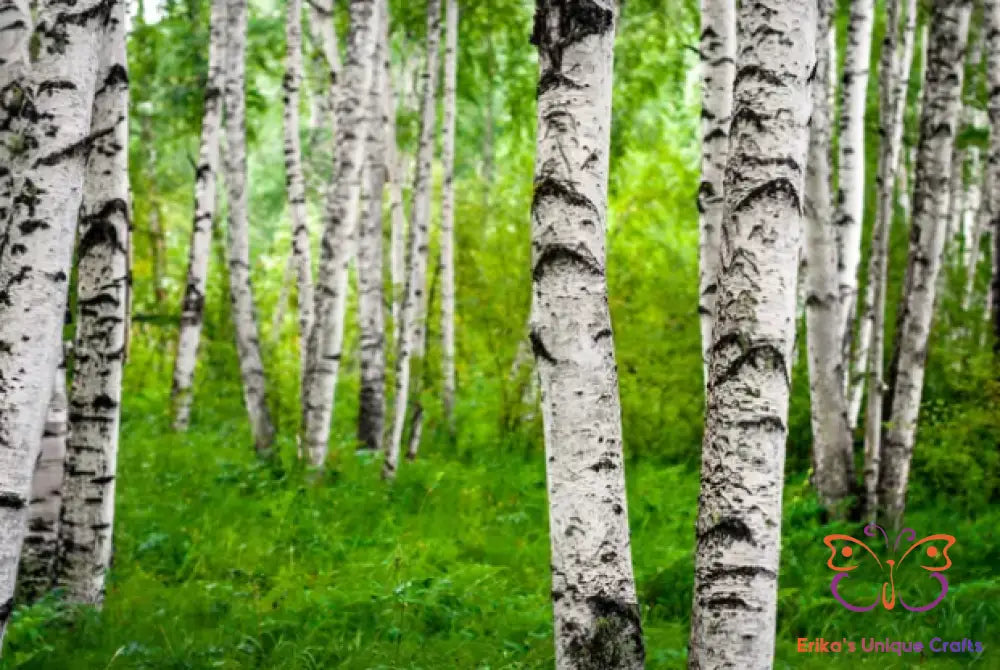 Incense Sticks Cracklin Birch Incense