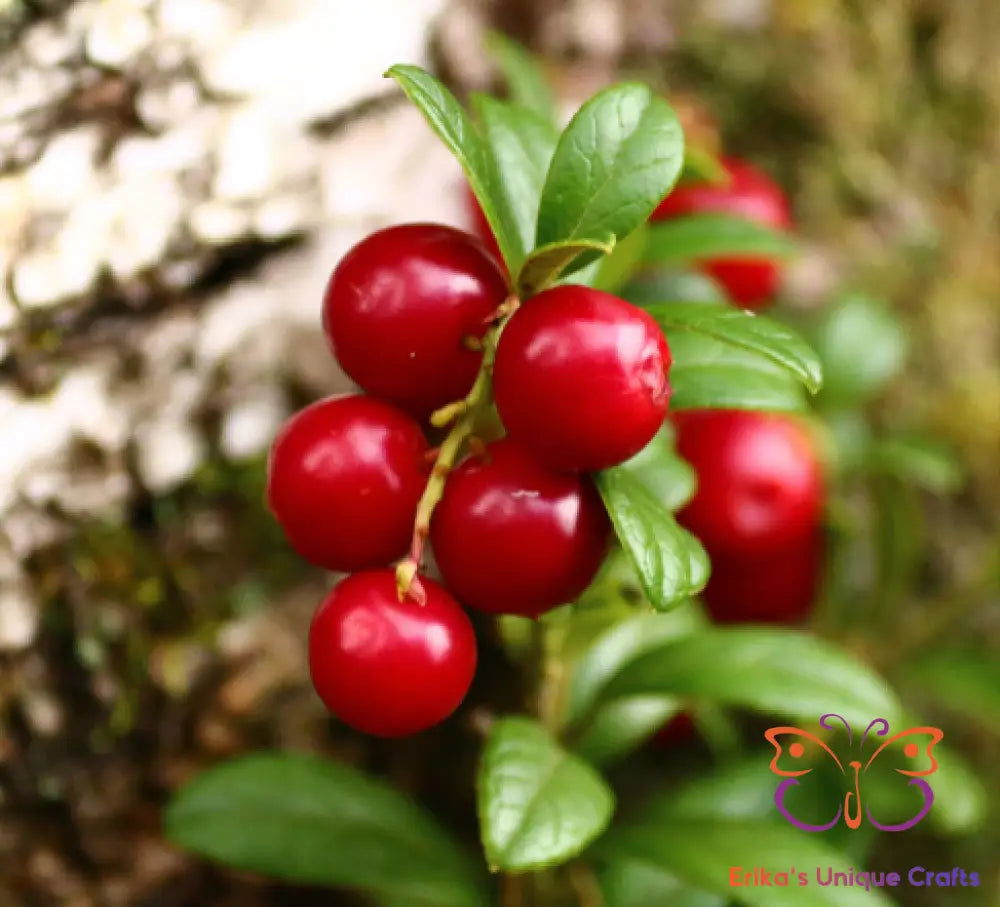 Incense Sticks Cranberry Oak Incense