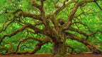 Incense Sticks Earthen Oak Incense