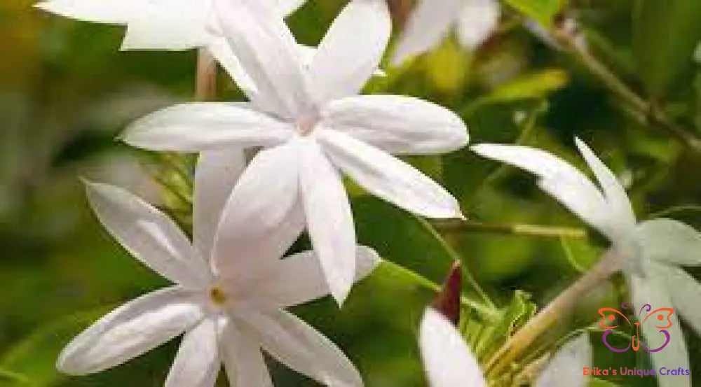 Incense Sticks Jasmine Heart Incense