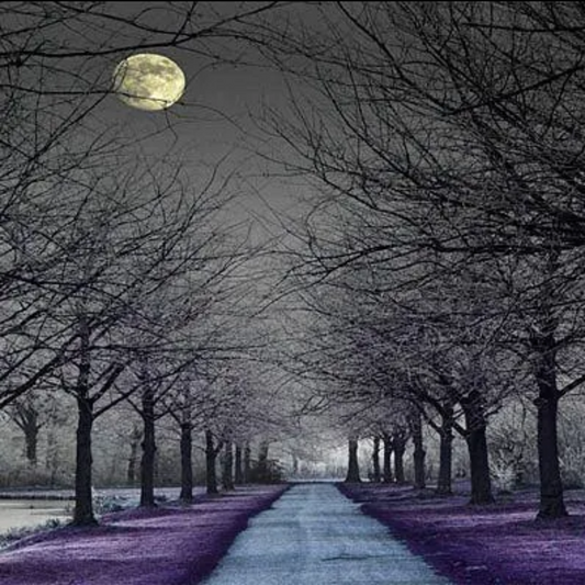 Moonlight Path